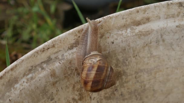 ブルゴーニュカタツムリ Helix Pomatia またはエスカルゴ Escarget カタツムリの一種 — ストック動画