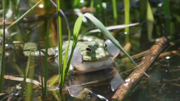 Gewöhnlicher Wasserfrosch Einem Teich Mit Klangblase Rana Esculenta Knistert — Stockvideo