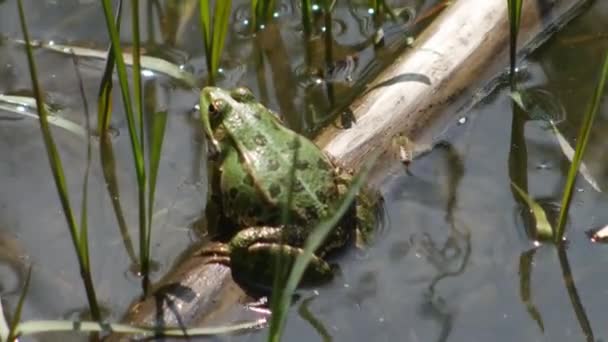 Πράσινος Βάτραχος Rana Esculenta Στο Τρίξιμο Του Ποταμού Κατά Διάρκεια — Αρχείο Βίντεο