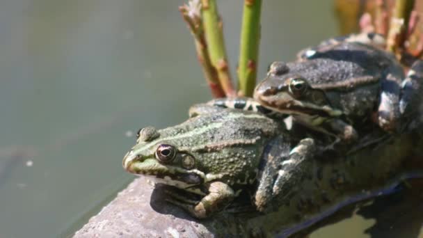 Dos Ranas Verdes Rana Esculenta Una Rama Agua Durante Temporada — Vídeo de stock