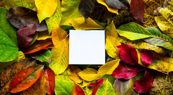 Макет из листьев с бумажной карточкой. Вид сверху. Копирование пространства.