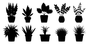 Herhangi bir yaratıcı tasarım ya da ev dekorasyonu projesi için modern zarafet ve doğal cazibe sunan canlı saksı bitkisi koleksiyonu.