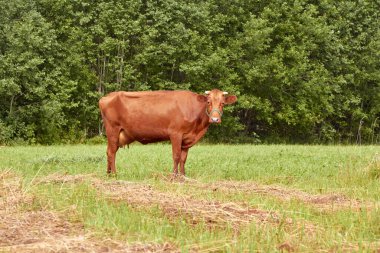 İnekler yaz akşamları tarlada otlar, doğal arka plan.