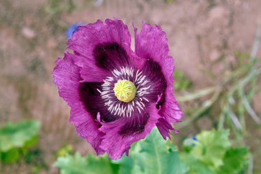 Çiçek açan gelincik yazın açık gökyüzünün altında