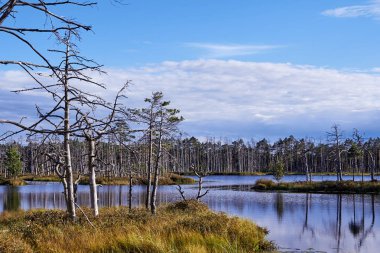 Cenas, Letonya 'daki bataklık manzarası