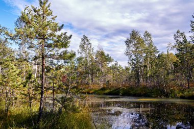 Cenas, Letonya 'daki bataklık manzarası