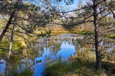 Cenas, Letonya 'daki bataklık manzarası