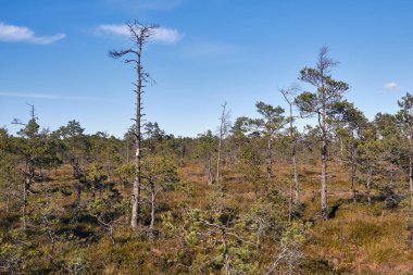 Cenas, Letonya 'daki bataklık manzarası