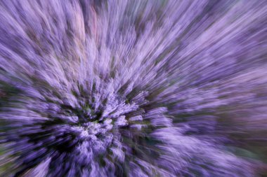 Ormandaki fundalıkların mor çiçeklerinin hareketini yakınlaştır, soyut arkaplan