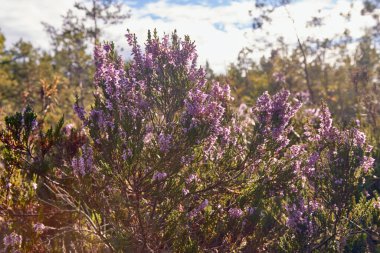 Yazın sonunda ormanın mor çiçekleri.
