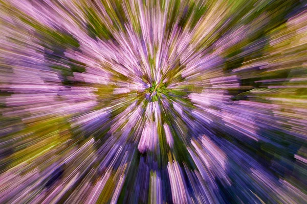 Ormandaki Fundalıkların Mor Çiçeklerinin Hareketini Yakınlaştır Soyut Arkaplan — Stok fotoğraf
