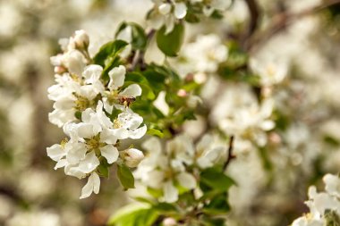 bee is pollinating a blossom apple tree in spring, natural background