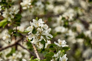 bee is pollinating a blossom apple tree in spring, natural background