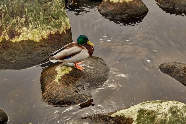 Pato Está Sentado Roca Junto Mar Báltico Mayo — Foto de Stock