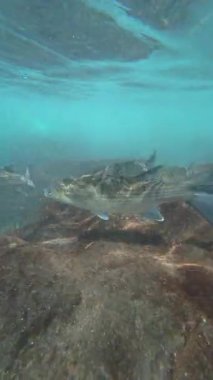 Tenerife, Kanarya Adaları 'nda Tropikal Balıkların Yüzdüğü Sualtı Sahnesi