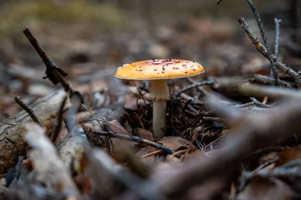 Ormanda kırmızı mantar