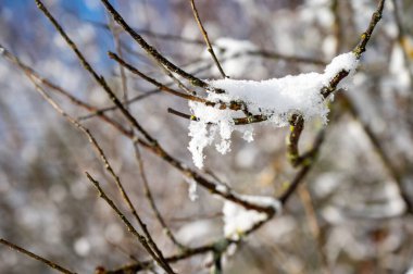 Taze beyaz karla kaplı çıplak ağaç dallarına yakın çekim. Kış ormanı detayları.