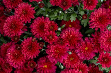 Canlı kırmızı kasımpatı çiçeklerine yakın çekim. Güzel sonbahar çiçekli arka plan. Boşluğu kopyala