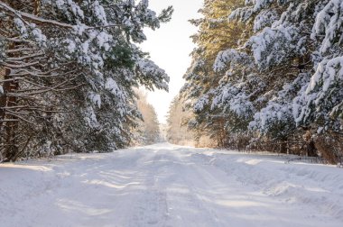 Bir çam ormanında, karlı, işlenmemiş kırsal yol. Soğuk kış kavramı, zor sürüş koşulları ve uzak bir ormanlık alanda dondurucu hava..