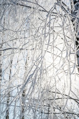 Kalın don ve buz tabakasıyla kaplı ağaç dallarına yakın çekim. Açık mavi kış gökyüzünün arka planına karşı narin, beyaz kristal bir doku. Donmuş huş dallarının doğal deseni.
