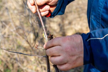 Bahçedeki meyve ağaçlarının ilkbahar aşılaması. Bahçıvanın elleri, özel bir kesikle kökleri ve soyu birleştirir. Verimi artırmak için bitki çoğaltma tekniklerine yakın plan.