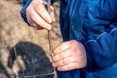 Bahçedeki meyve ağaçlarının ilkbahar aşılaması. Bahçıvanın elleri, özel bir kesikle kökleri ve soyu birleştirir. Verimi artırmak için bitki çoğaltma tekniklerine yakın plan.