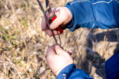 Bahçedeki meyve ağaçlarının ilkbahar aşılaması. Bahçıvanın elleri, özel bir kesikle kökleri ve soyu birleştirir. Verimi artırmak için bitki çoğaltma tekniklerine yakın plan.