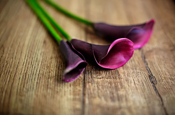 Tre callas blommor — Stockfoto