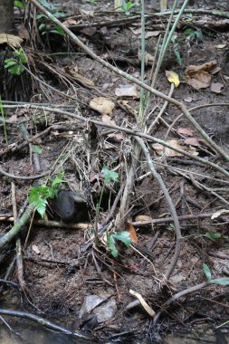 Ormandaki mangrov ağacı