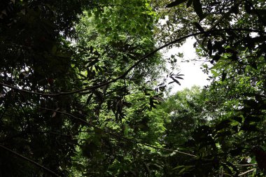 Ormanda yeşil yapraklar