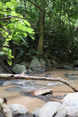 Ormanda güzel bir şelale