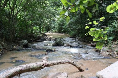Ormanda güzel bir şelale.