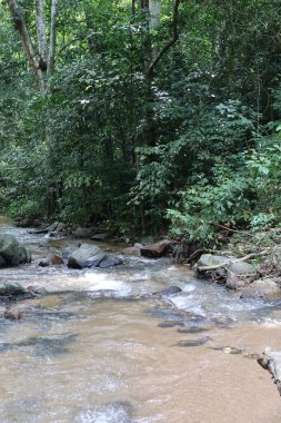 Ormanda güzel bir şelale
