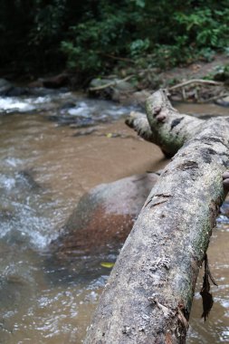 Ormanda güzel bir şelale