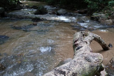 Nehir ormanda akıyor.