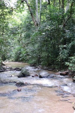 Ormandaki güzel tropik şelale