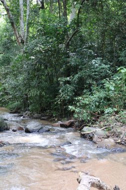 Ormanda güzel bir şelale