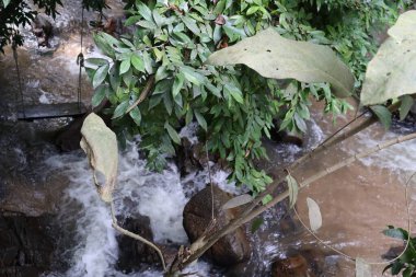 Ormanda güzel bir şelale