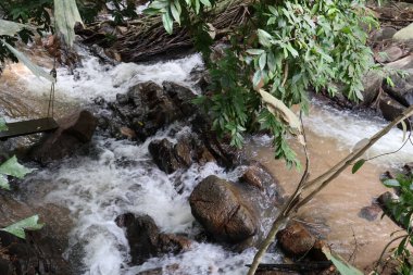 Ormanda güzel bir şelale