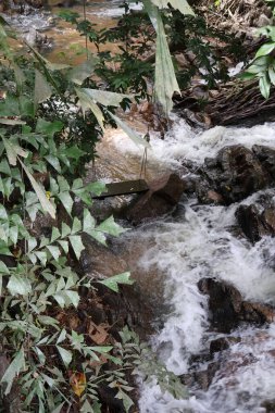 tropikal orman şelale