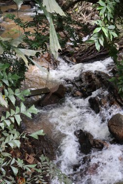 Ormandaki su akıntısı