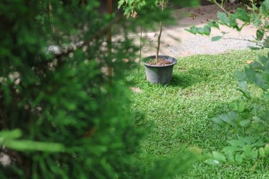 Bahçedeki yeşil bitki