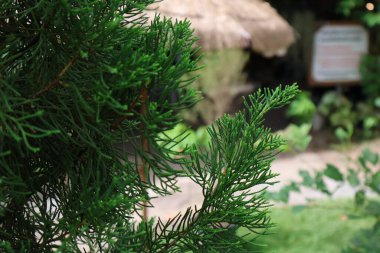 Bahçede yeşil yapraklar