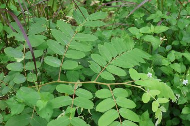 Güzel botanik fotoğrafı, doğal duvar kağıdı.