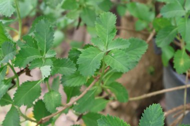 Bahçede yeşil yapraklar