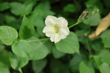 Bahçede beyaz çiçekler