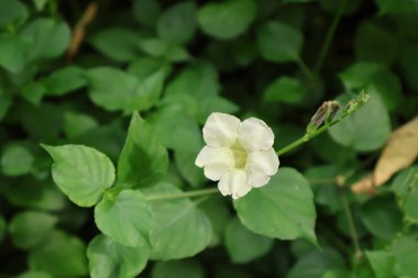 Bahçedeki güzel çiçekler