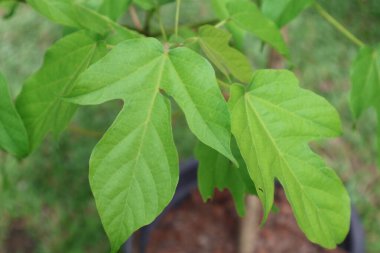 Parkta yeşil yapraklar