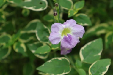 Yakın - Bahçede çiçek açan güzel çiçeklerin manzarası