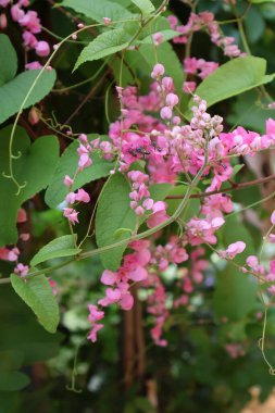 Bahçedeki güzel çiçekler